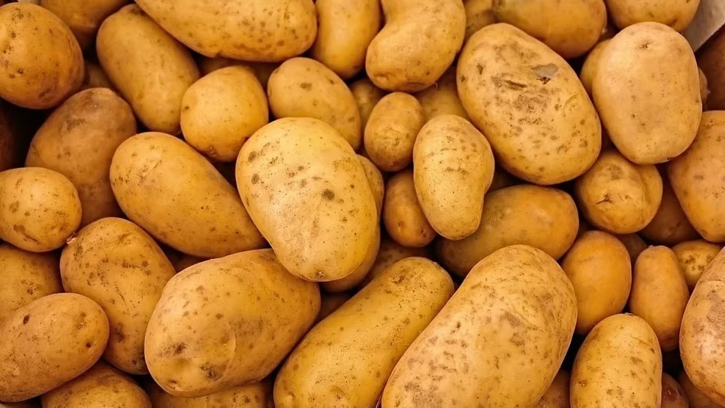 Indori Malwi Potato Receives GI Tag